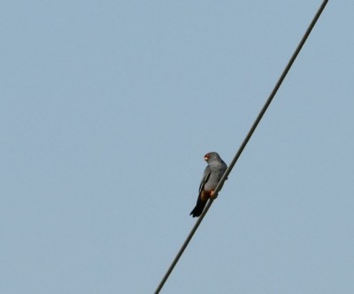 Falco cuculo M      
